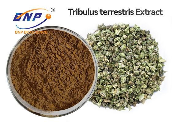 95% Tribulus Saponins Tribulus Terrestris Extract पाउडर